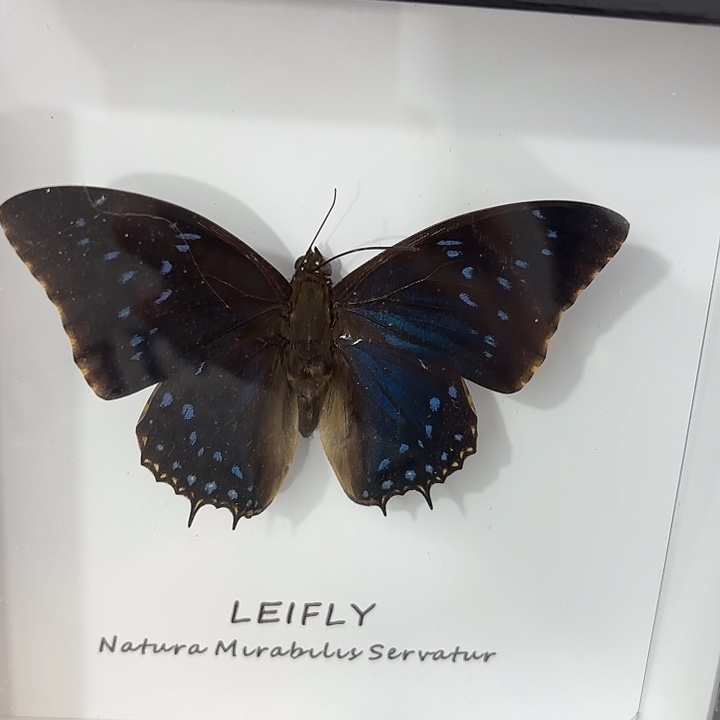 方框白底笑傲蛱蝶