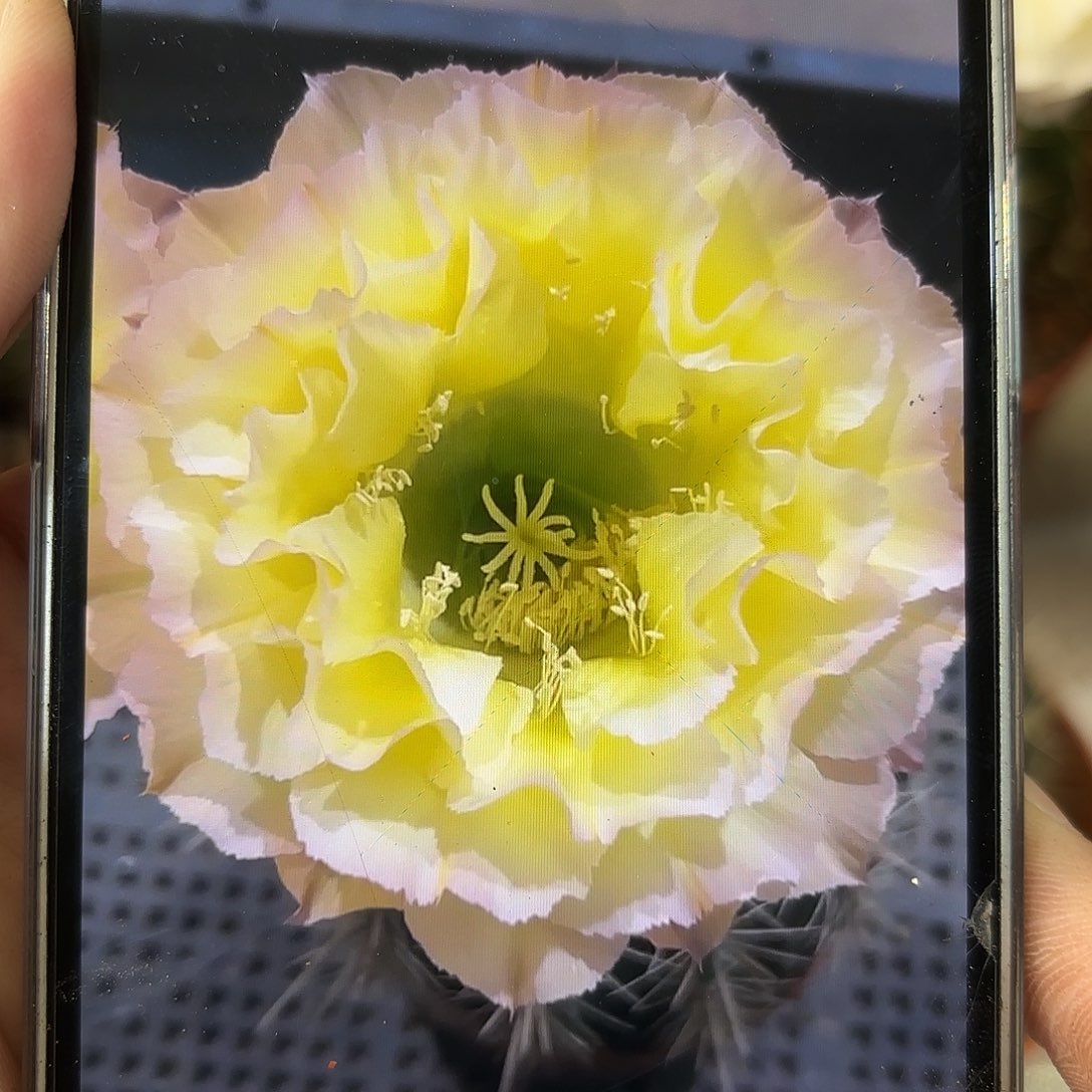 彩草蛋挞5公分左右