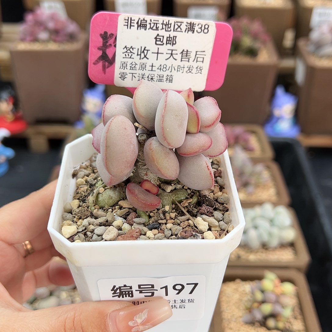 197白肌红蛋多肉植物