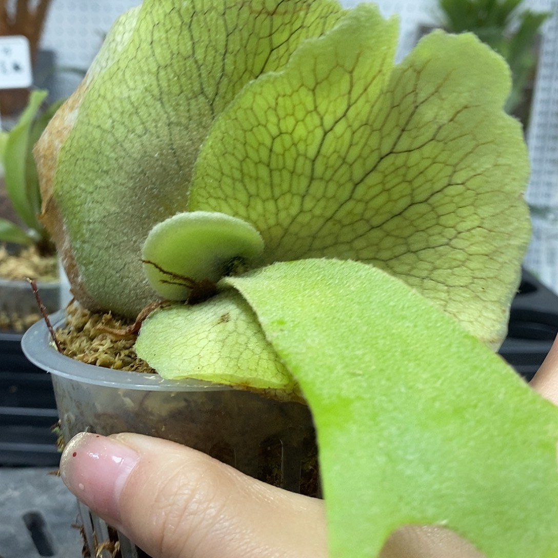 无花朵山采爪哇鹿角蕨