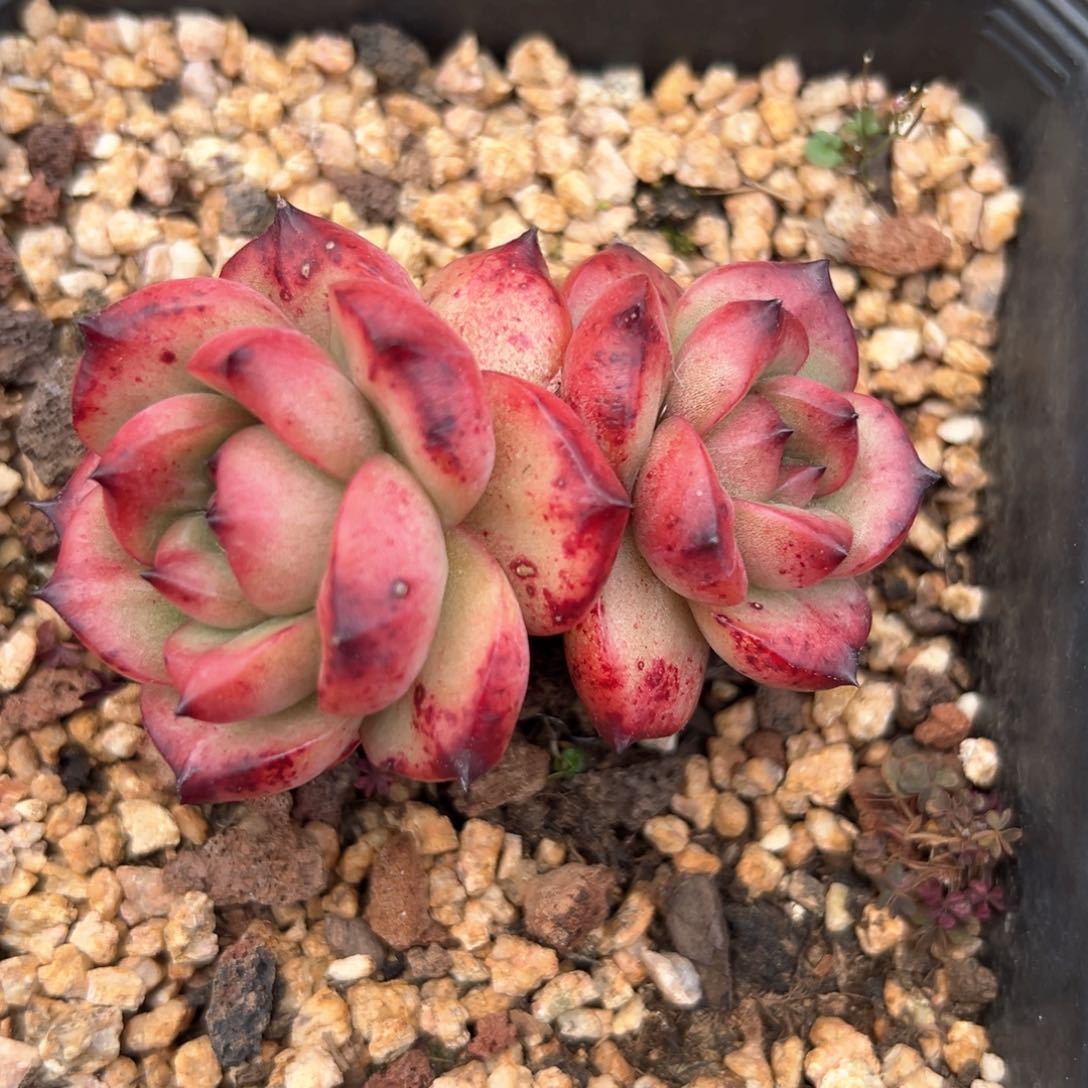 TM （满38包邮）多肉