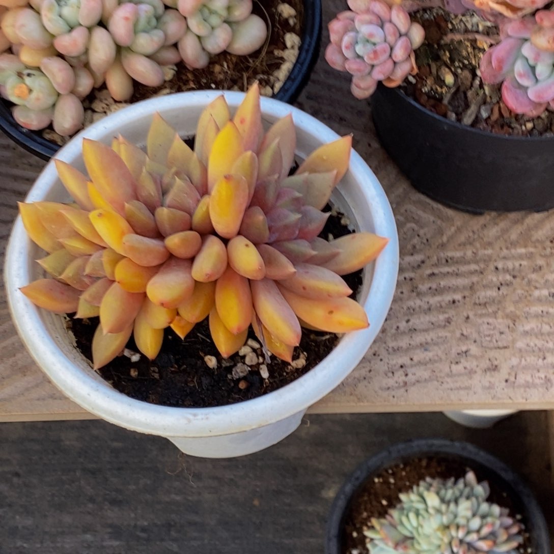 妤*?48包邮一物一拍多肉植物 