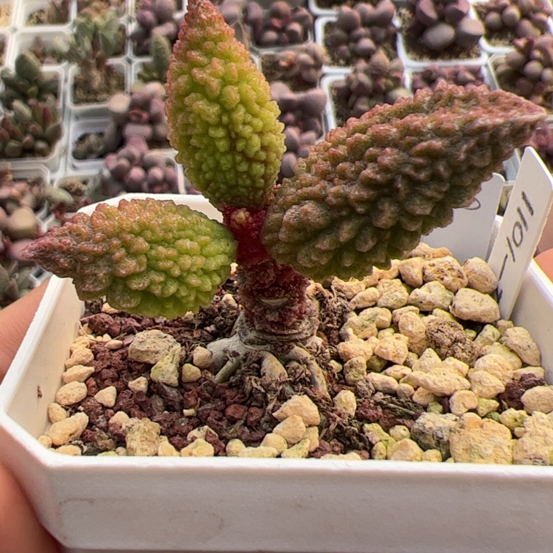 实生新品单头桩多肉植物水泡