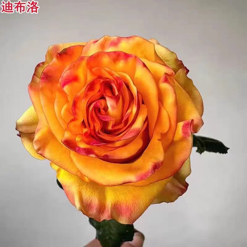 超新品迪布洛月季苗灌木大花切花玫瑰庭院阳台盆栽多季开花