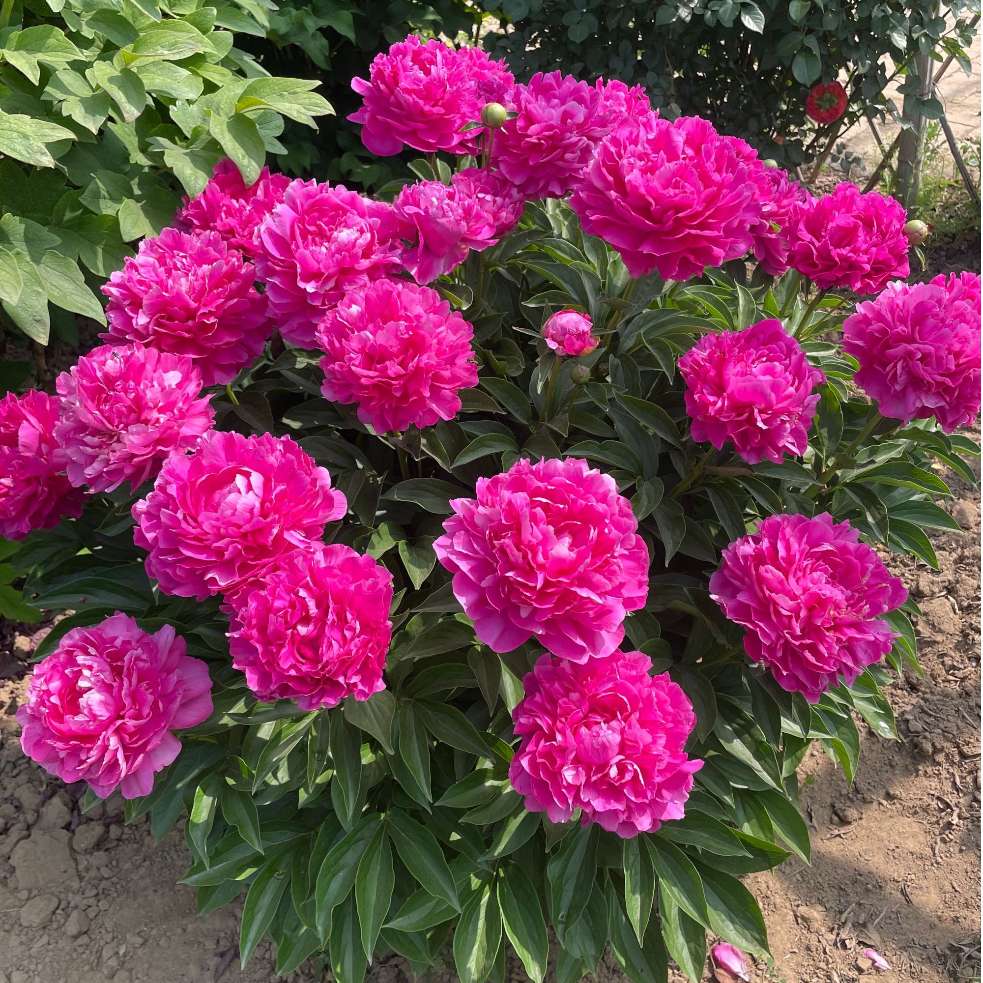 【大富贵芍药】菏泽产地直发多头芍药枝干粗壮直立丰花裸根发货