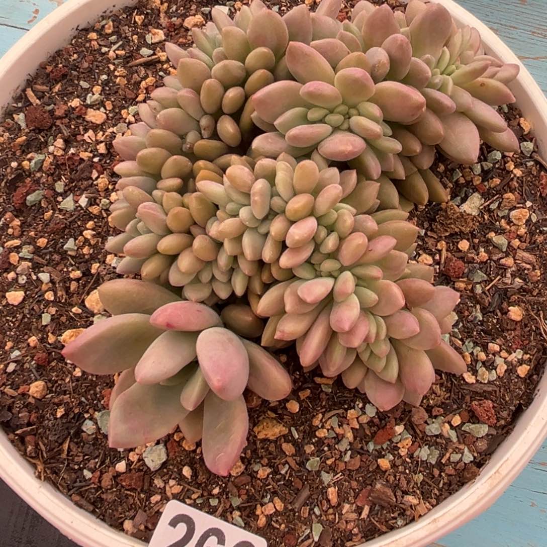 桃花源缀多肉植物266