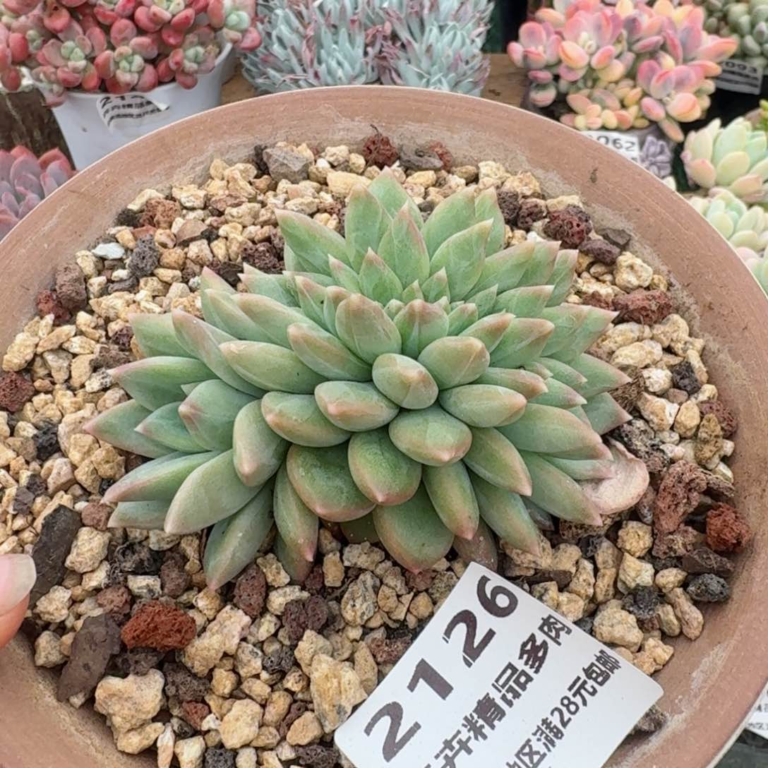 2126一物一拍（满28包邮）