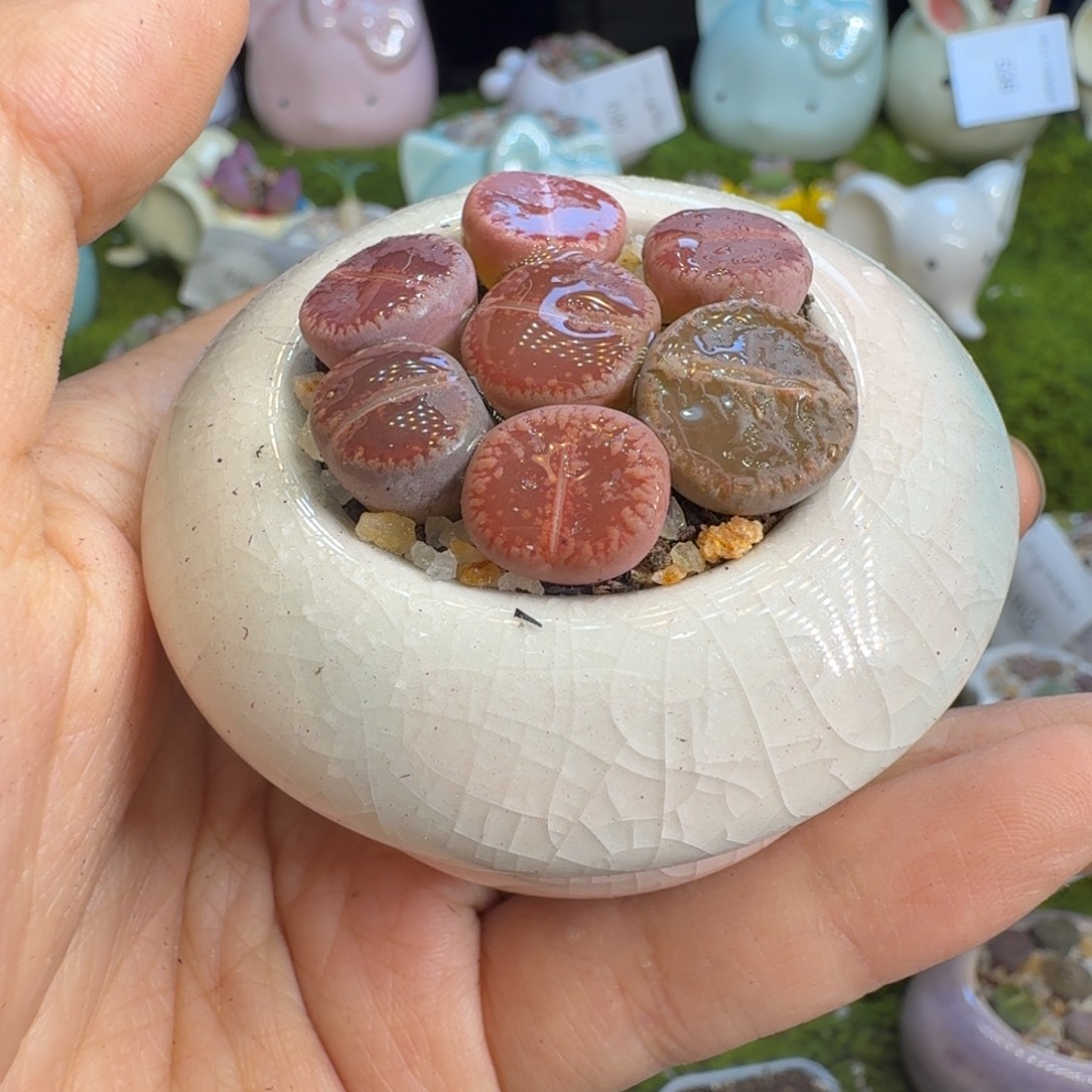 多肉植物福利冲冲547