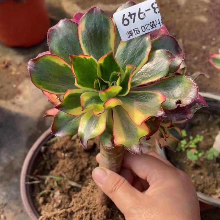 小****949魅影多肉123456789