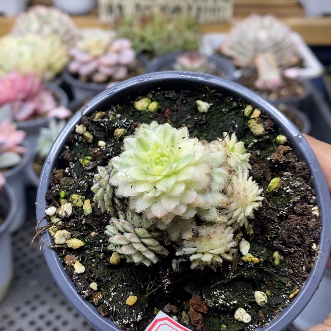 2679 优雅长生草宽覆轮锦 7 头自然群 需延时发货