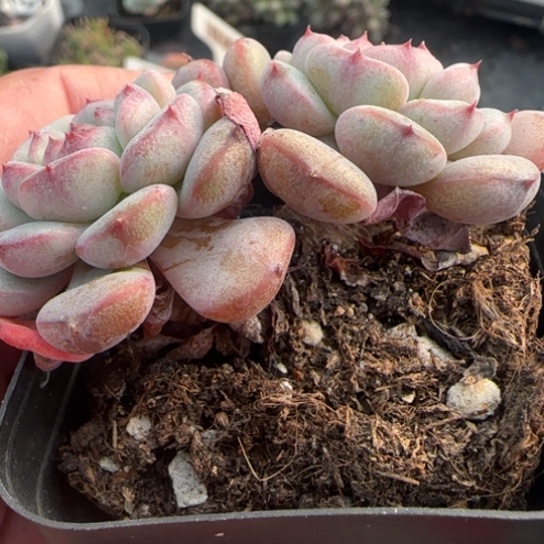 133白胖子多肉植物多