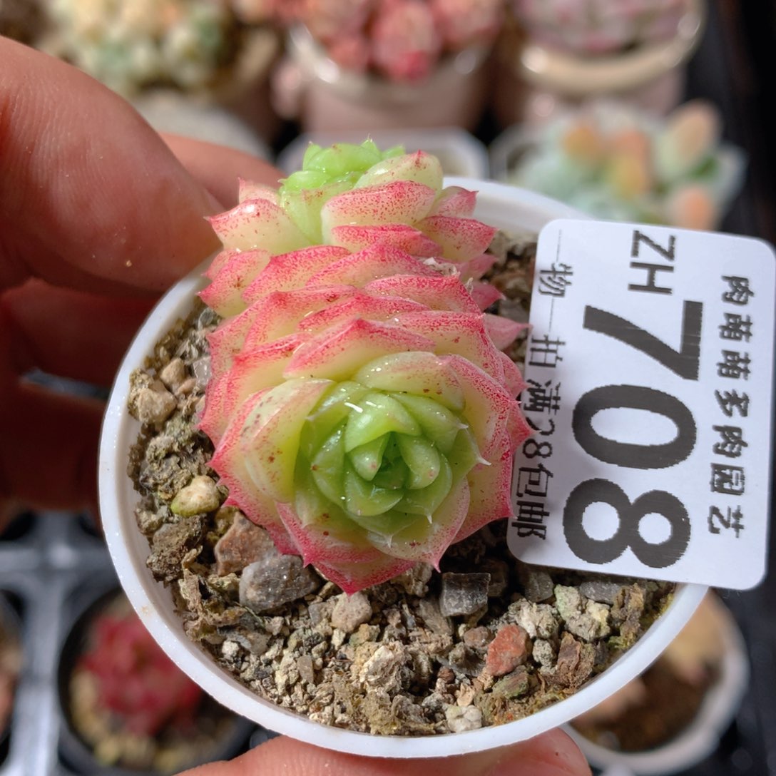 5CM拇指盆精控多肉ZH708