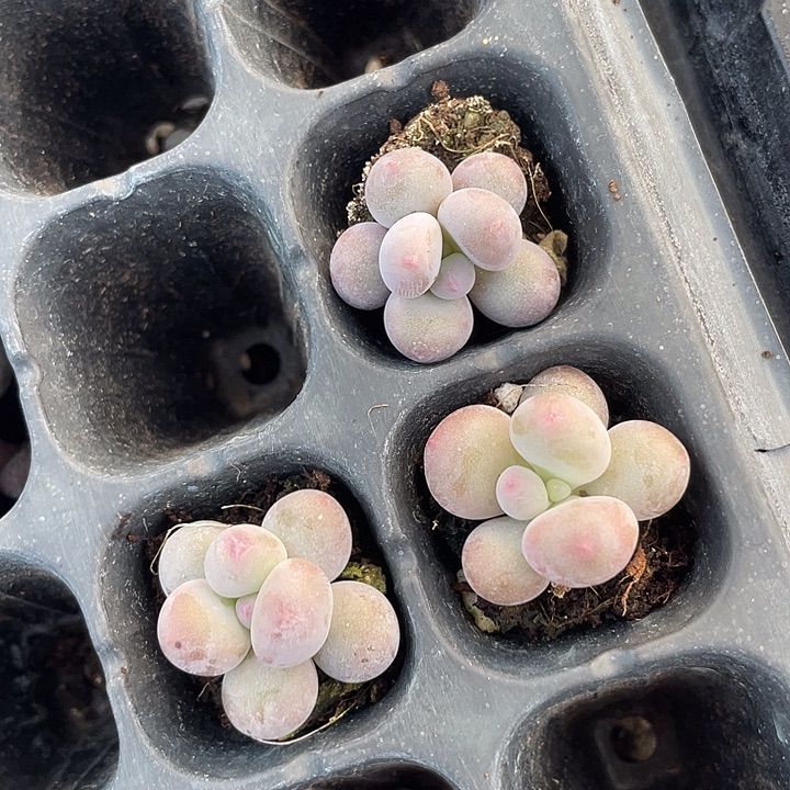 彩虹奶随机发3颗满18