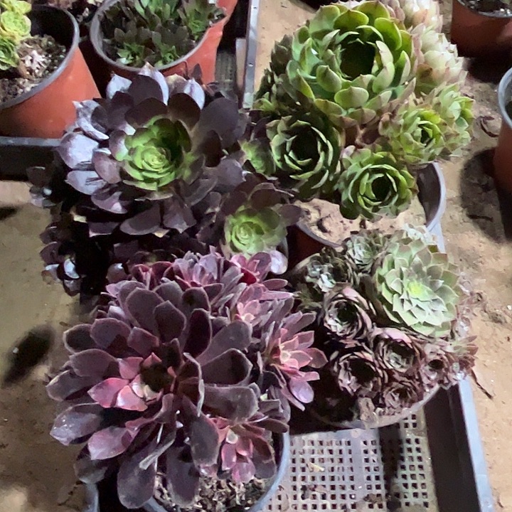 458多肉植物组合瑕疵特价，