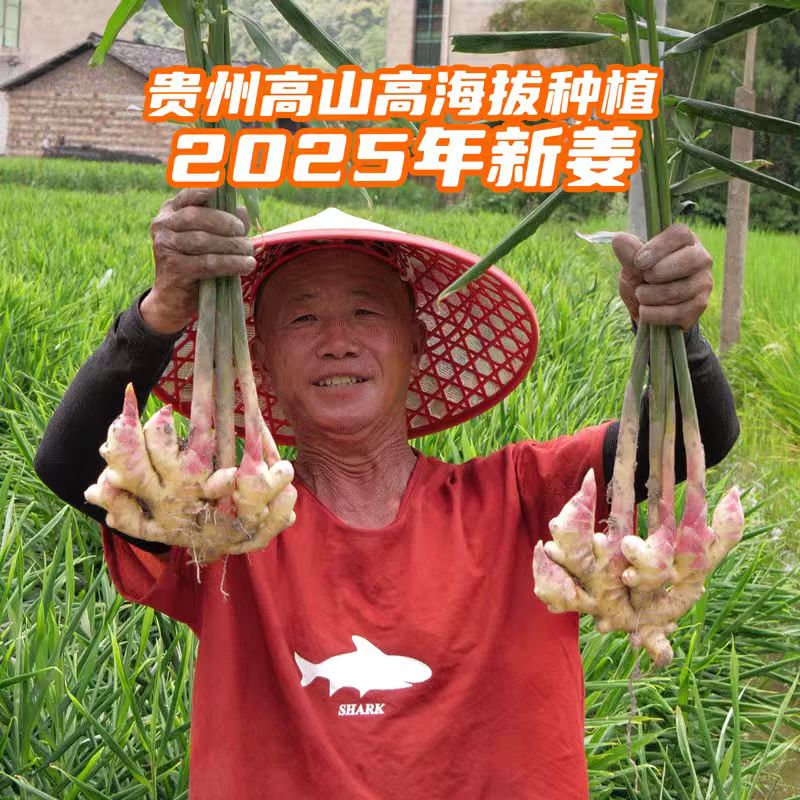 贵州小黄姜现挖新鲜生姜高山老姜土姜月子姜小黄姜蔬菜现发1