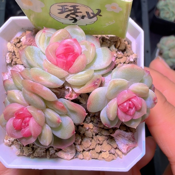 琴心特特开播福利