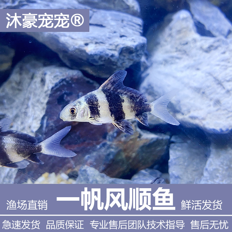 沐豪宠宠【运营推荐】一帆风顺胭脂鱼鱼缸清洁鱼美人鱼冷水观赏鱼