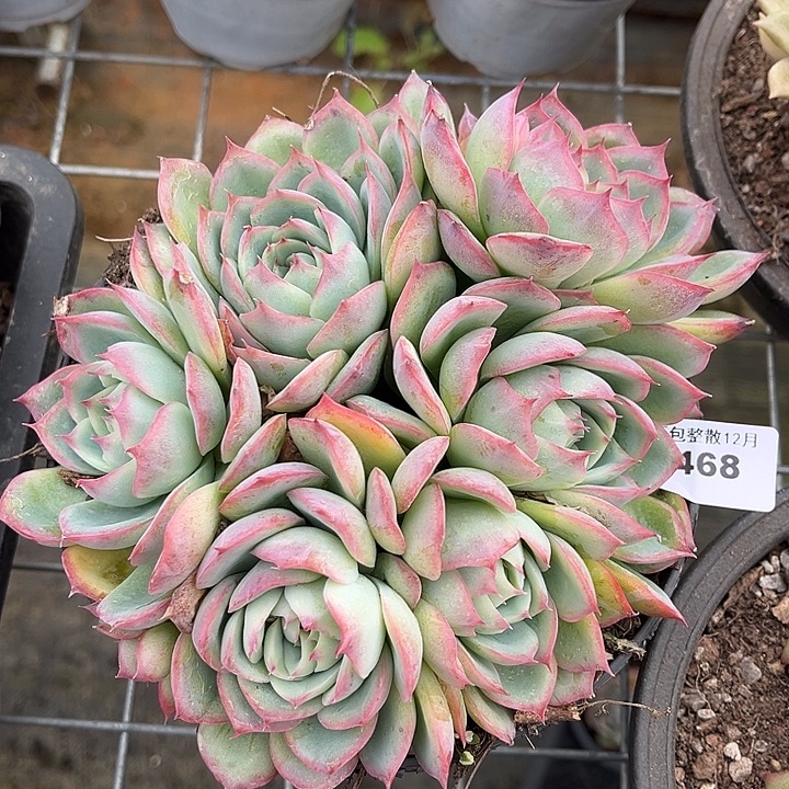 阿雅园艺。      468侧影