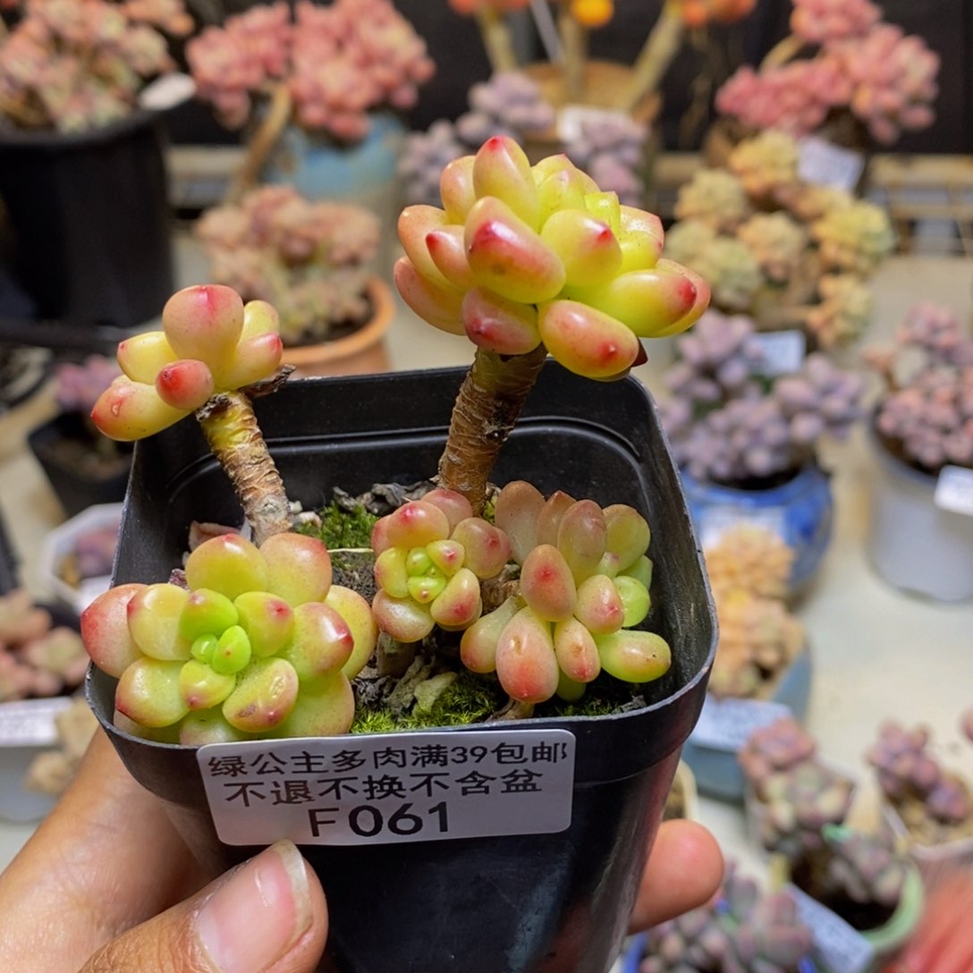 061香格里拉多肉有断枝