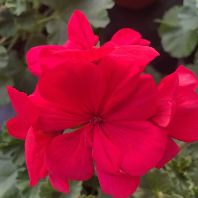 爱沃丝红丝绒一代苗大花球耐热勤花四季开花