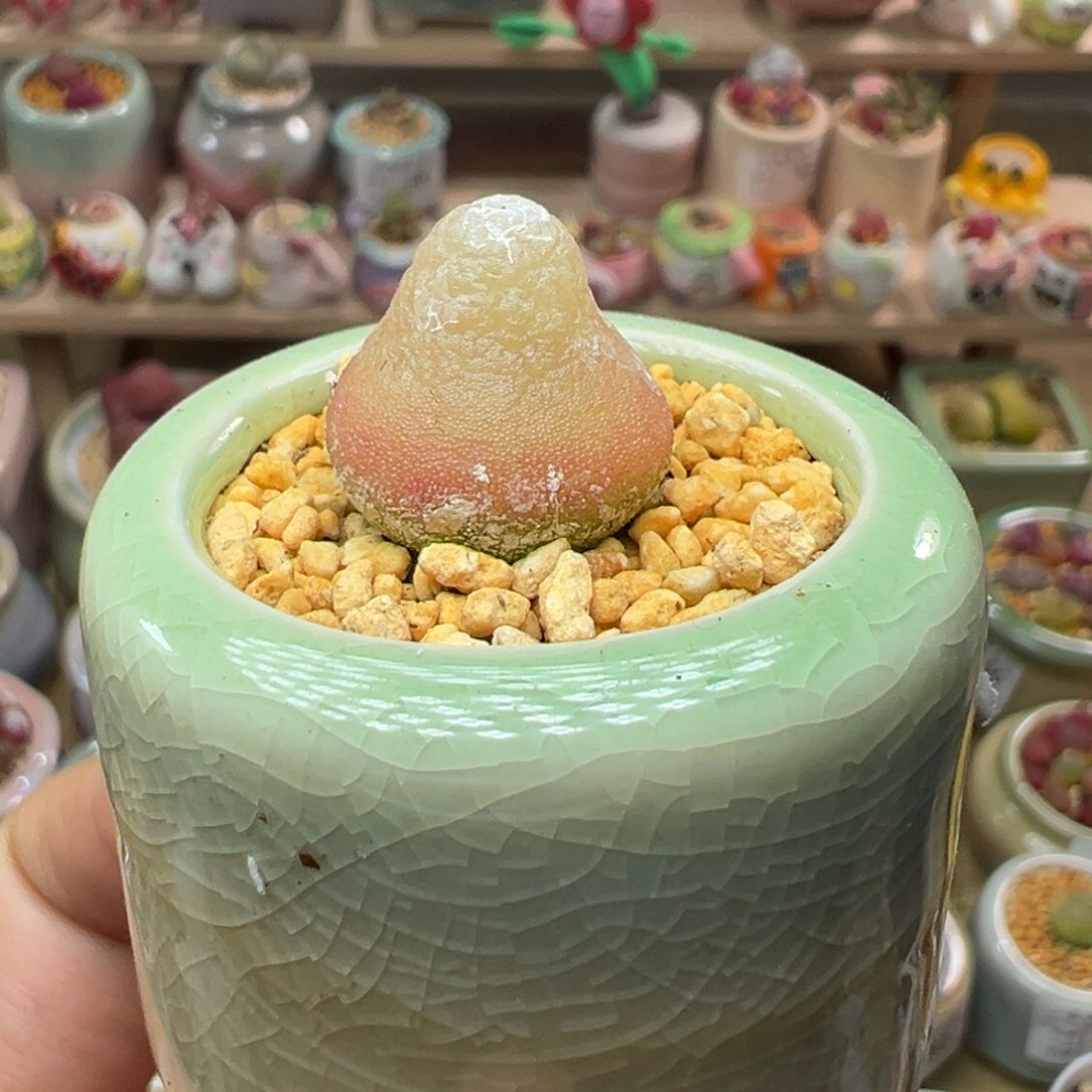 多肉植物109号灯泡