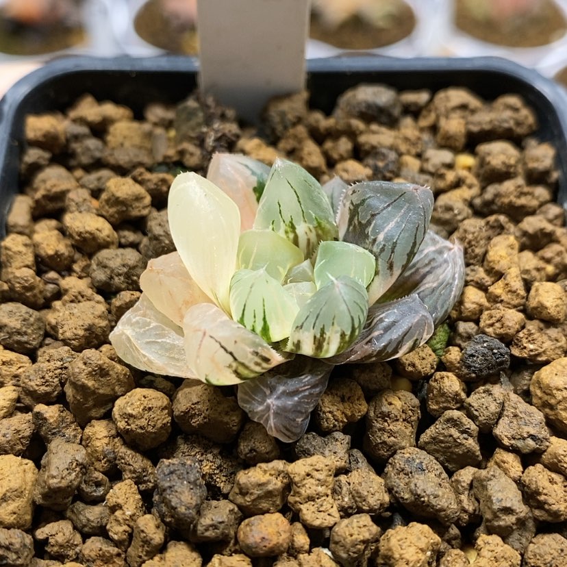 【闪购商品】108福利玉露锦
