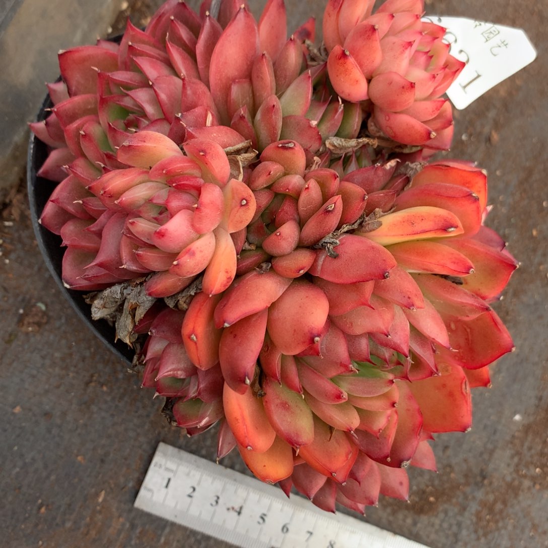 6631杂交多肉植物