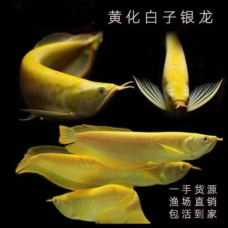 黄化银龙 黄化白子银龙 黄化红眼白子银龙热带鱼观赏鱼