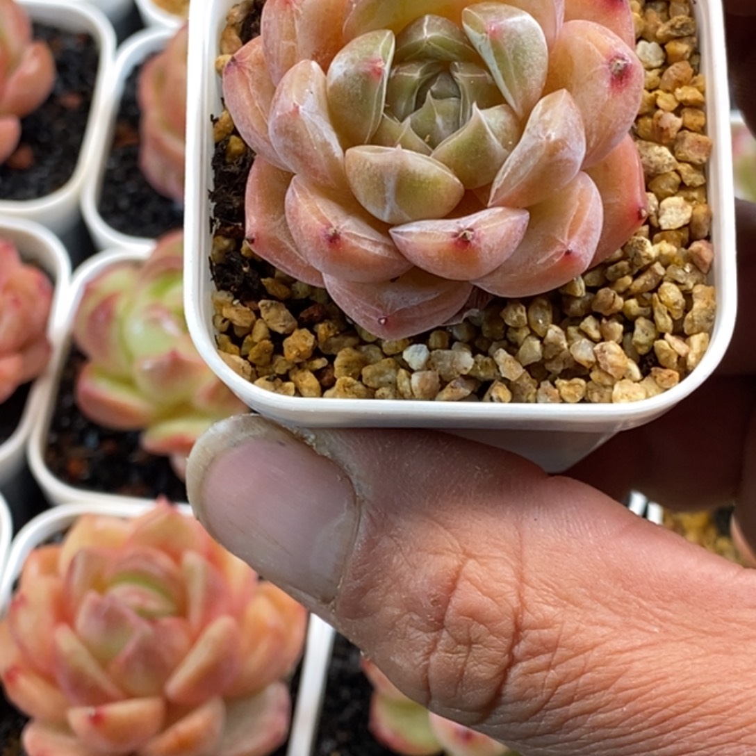 天官赐福百无禁忌