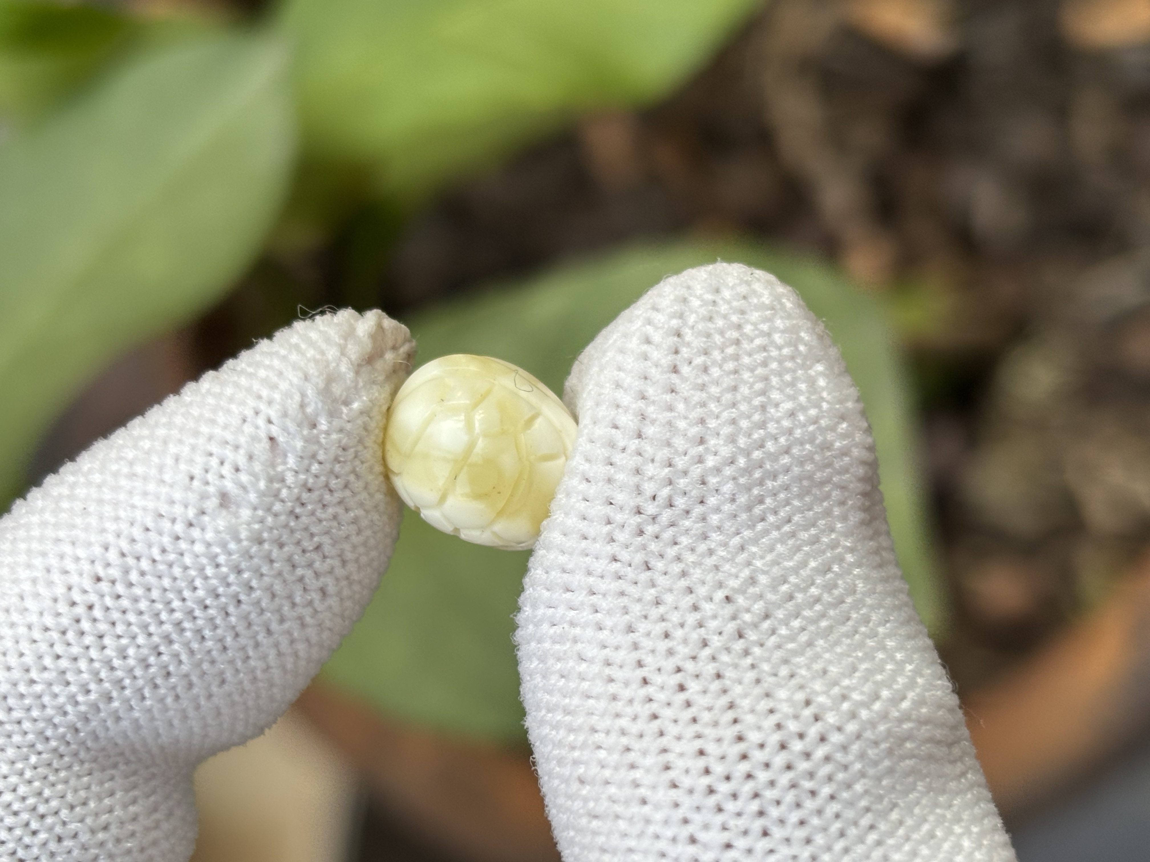 4389天然蜜蜡琥珀富甲配饰9.6x10.8x7.5mm