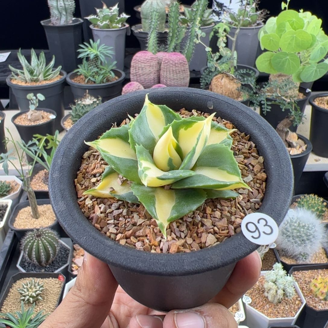 黄中斑龙舌兰一物一拍默认脱土发