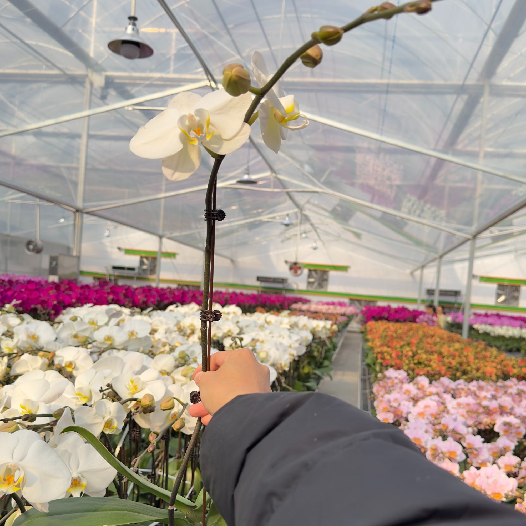 【大白V3】蝴蝶兰 白色系大花经典品种 好看百搭 室内高端绿植花卉