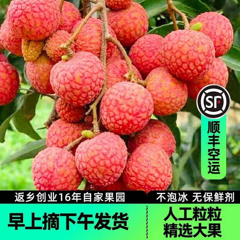 【黑叶】潮汕百年荔枝树新鲜现摘当季水果ZTO生鲜特快包邮