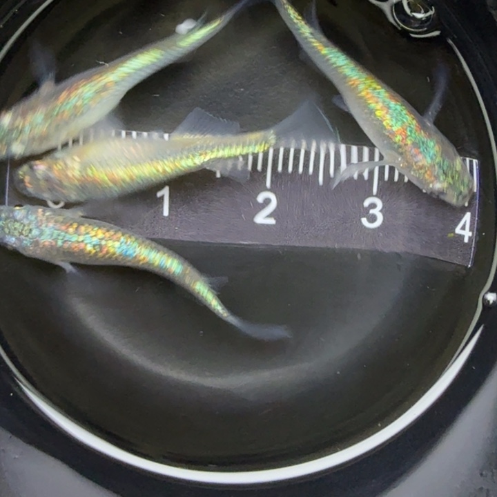 青鳉鱼海王星18号