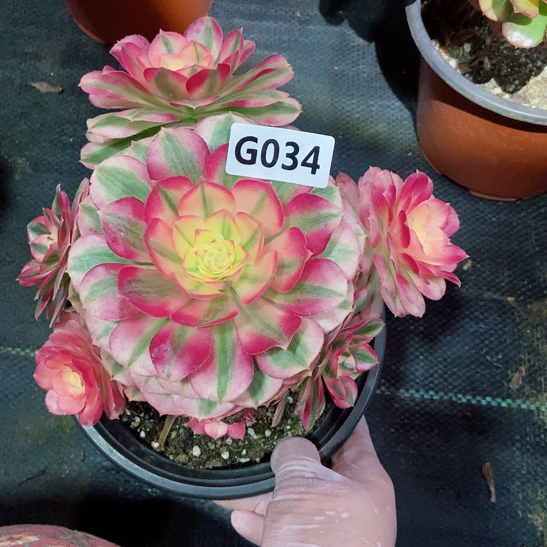 红陶半*莲034倾城3冠服15.6