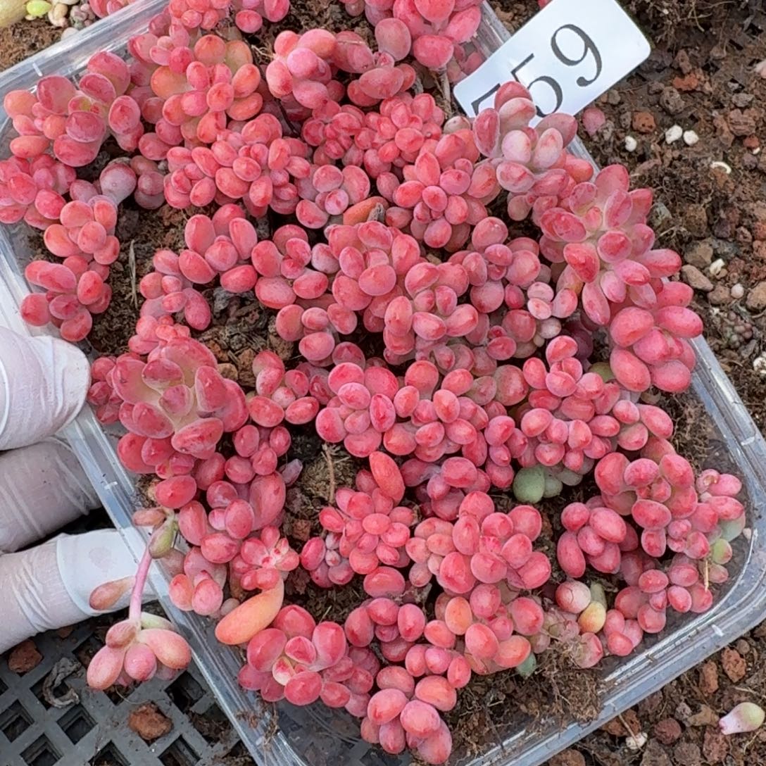 多肉植物多肉植物759