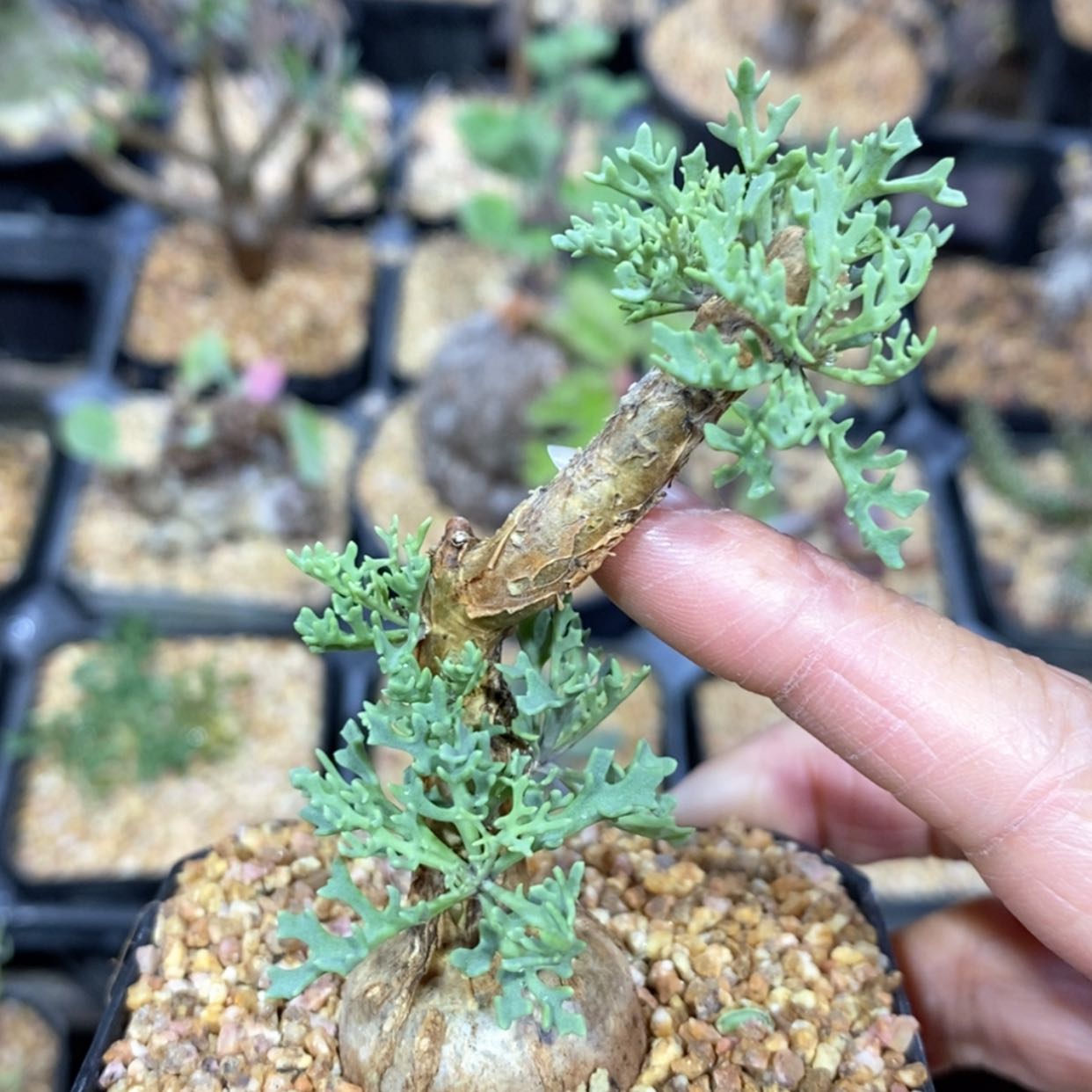 【闪购商品】羽叶厚墩菊