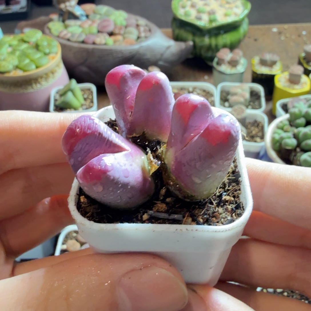 萌***泽多肉葡萄的味道真的很237