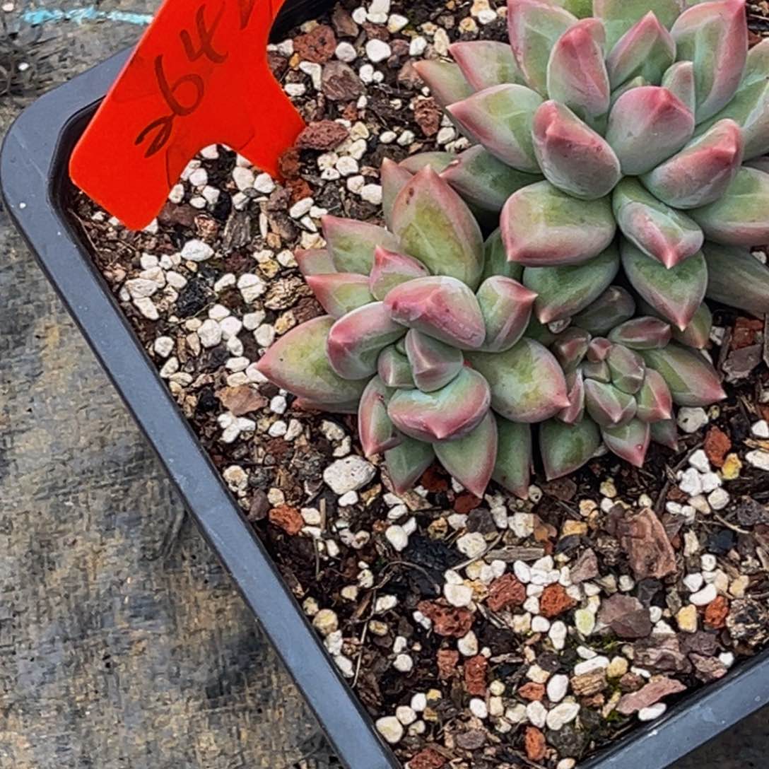 2642号上午多肉植物群生