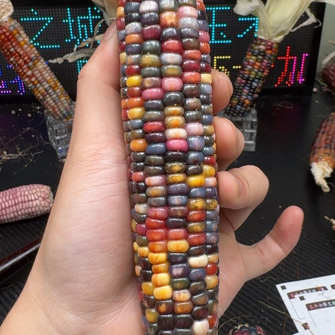 柏香籽/百香籽吊坠陆*