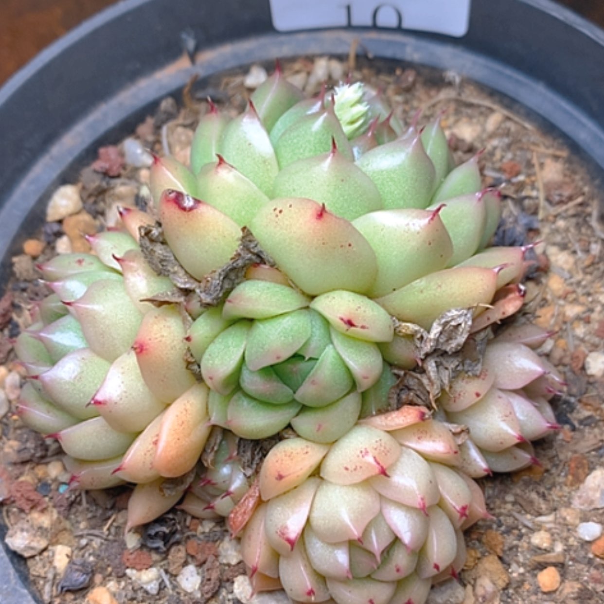 【闪购商品】云10号韩麦