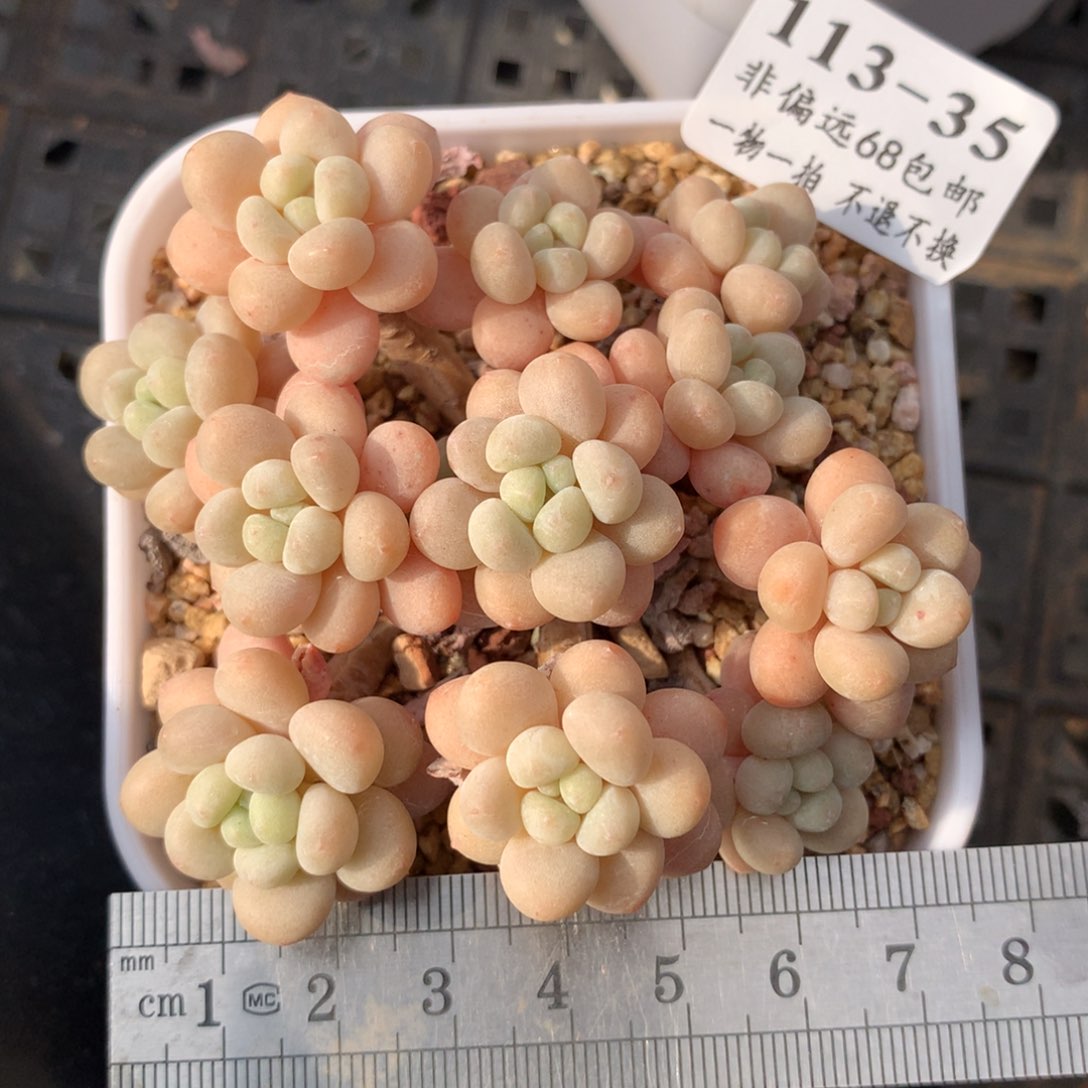 35。洛可可老桩群身。