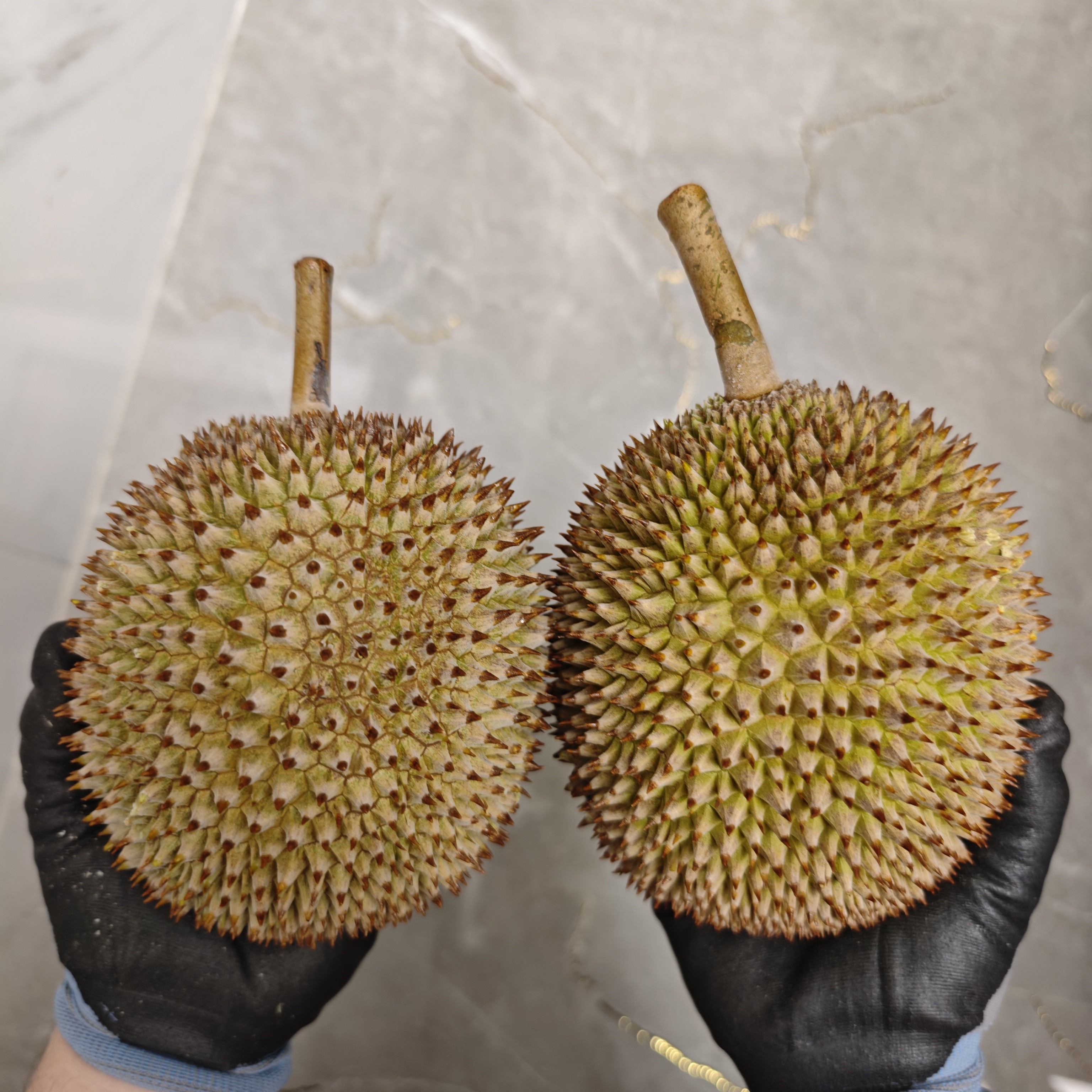 【高山30年老树精品AA级D198金凤榴莲】马来西亚金凤液氮榴莲皇后