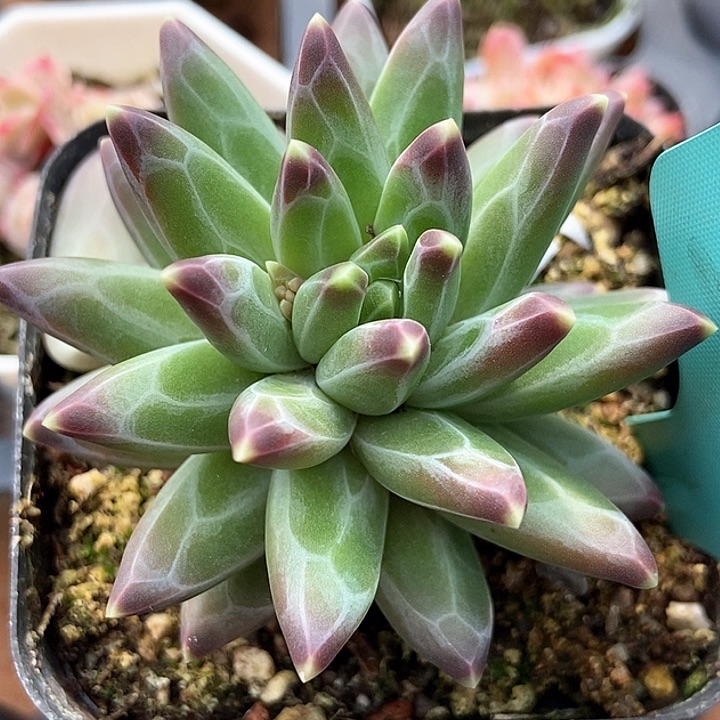 多肉植物梵高222