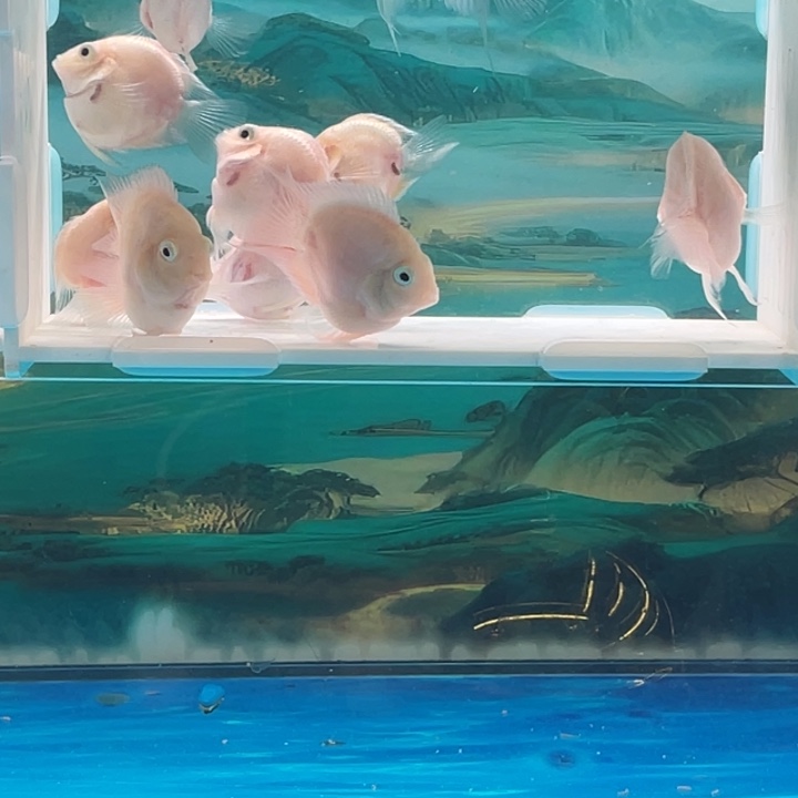 鹦鹉鱼白金亚成10条6号单