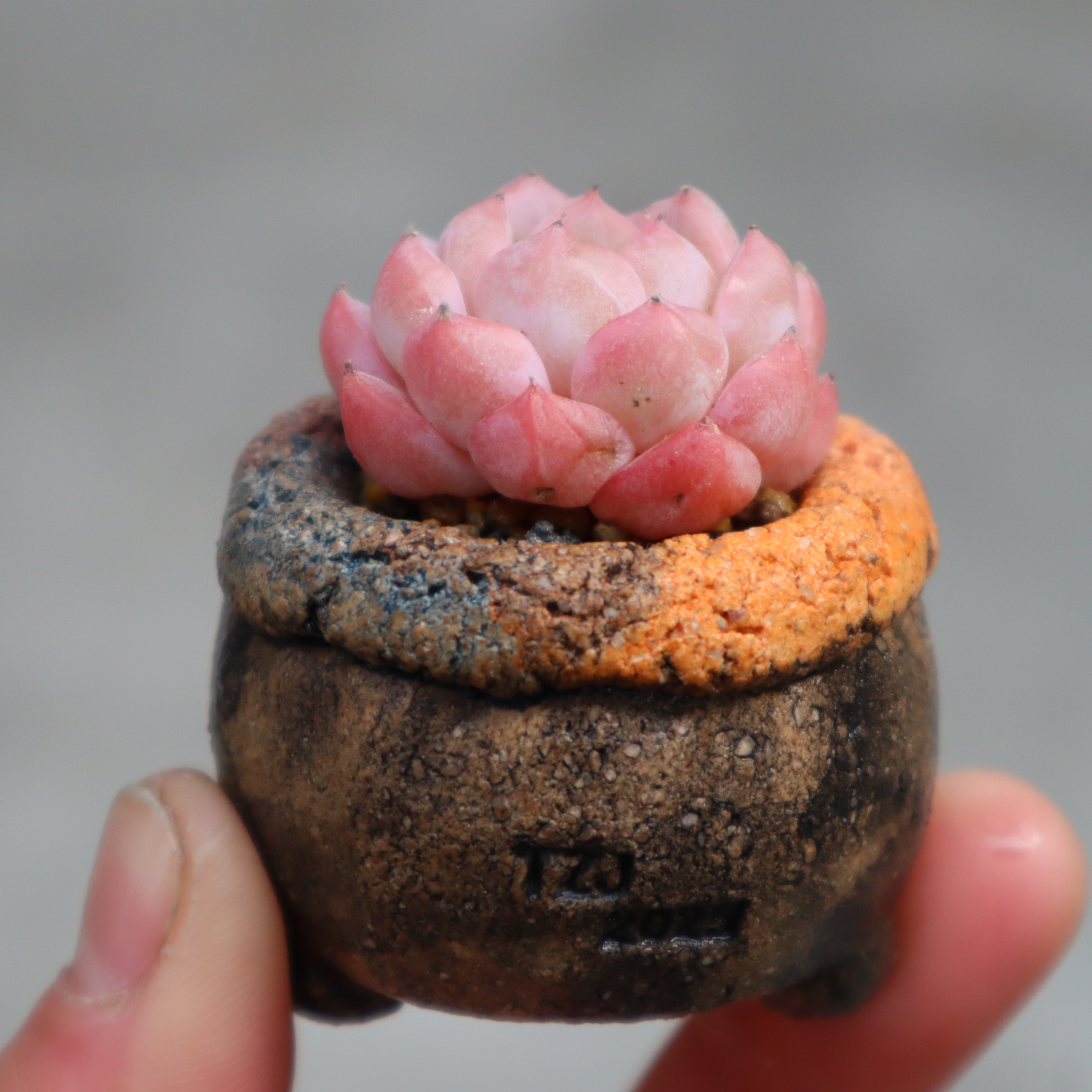 坛子姐匣钵土翻边手捏控型拇指盆粗旷风格多肉绿植盆栽花盆