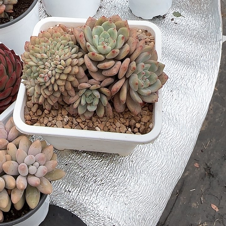 ?****y青蛙王子儿童牙膏111