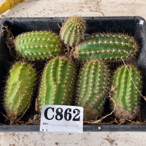 种子苗毛花柱c 862