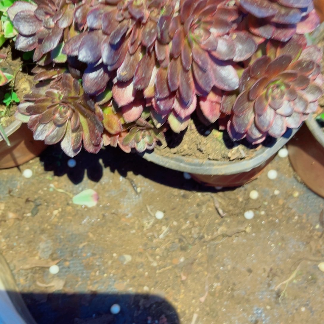 我1502 号多肉法师新年特价