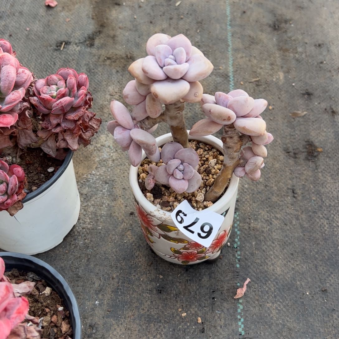 妮****y679 多肉植物组合盆栽